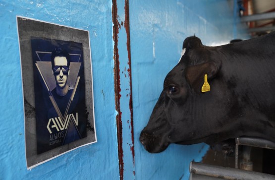 Cow Looking at a Calvin Harris Poster