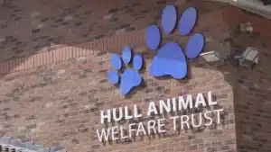 Hull Animal Welfare Charity Promotional Video